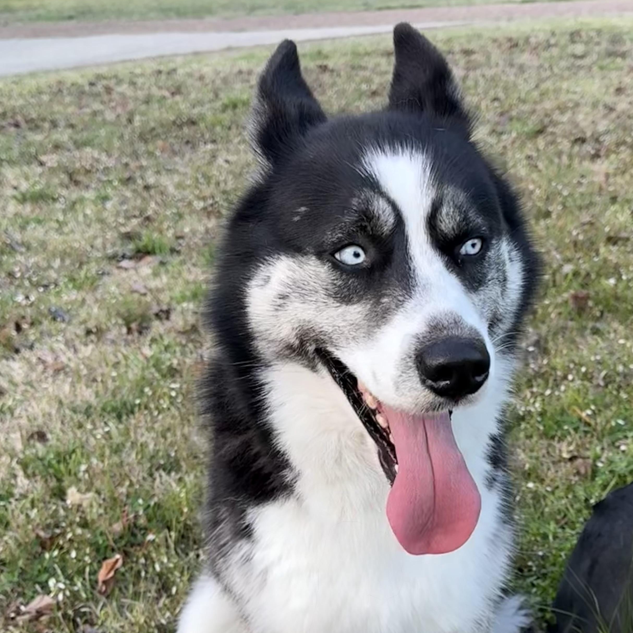Ivy, adopted, Adult Female Siberian Husky.