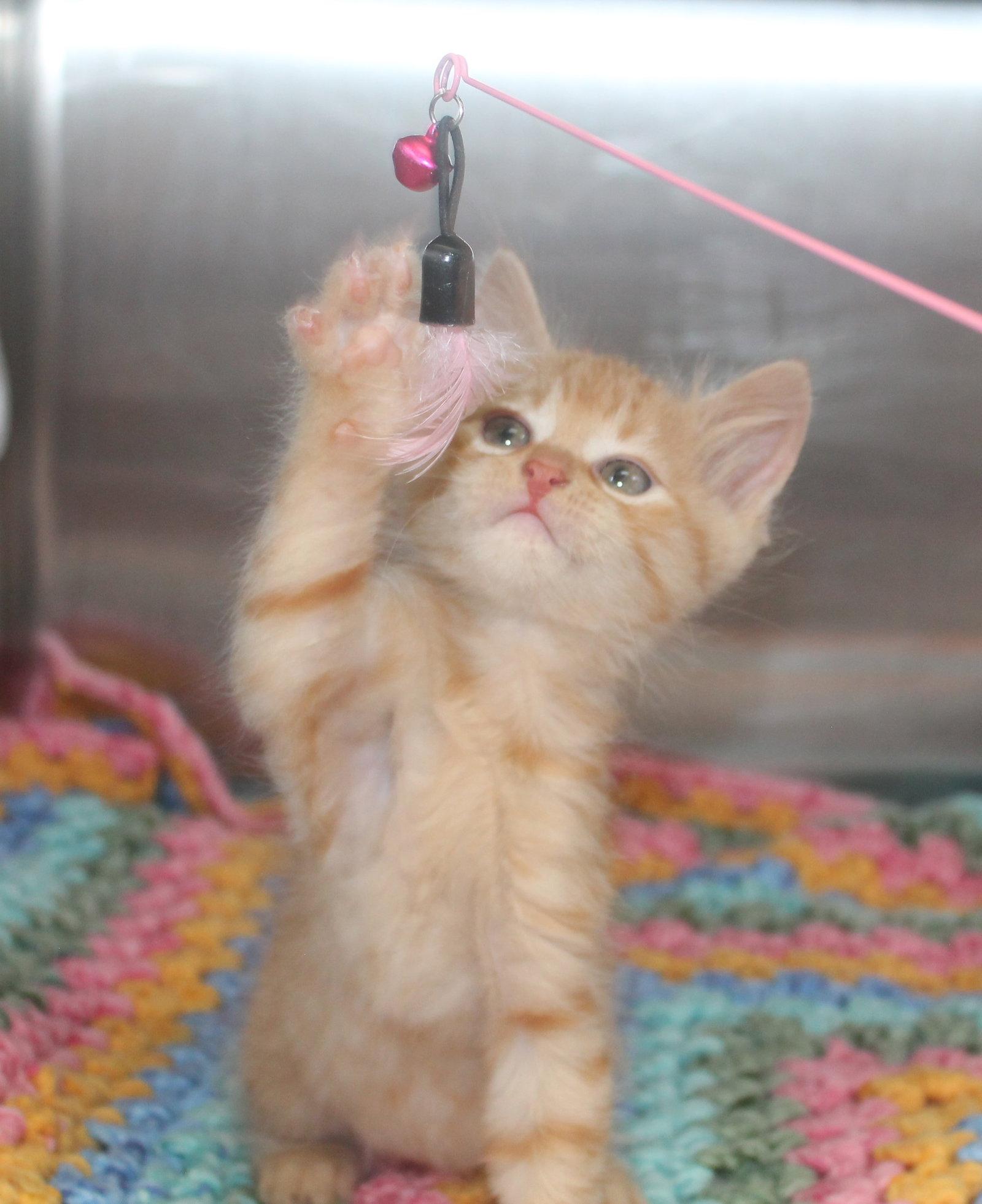 Enlarge Oliver - 43482, a Adopted mixed breed in Prattville, AL image 2/3