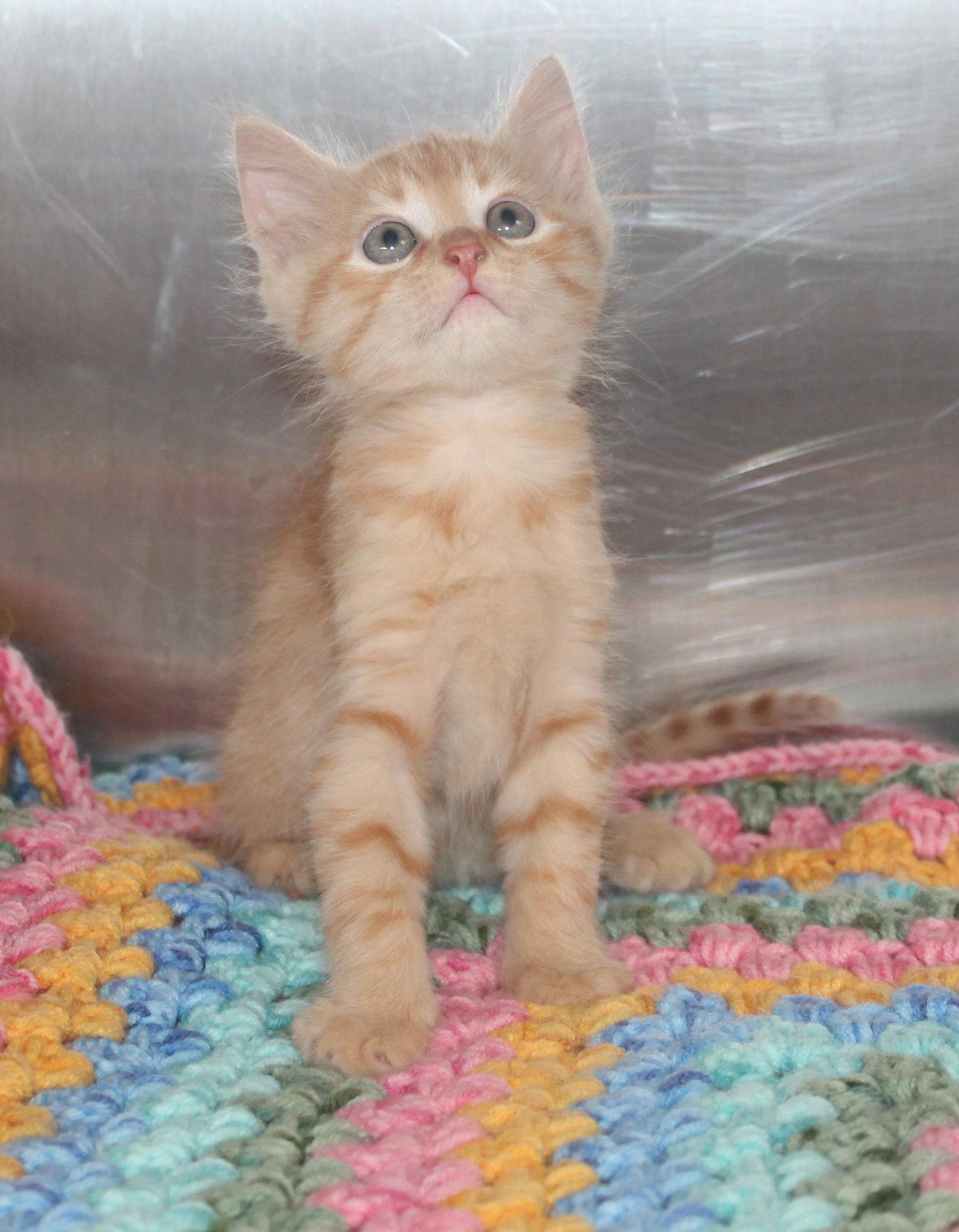 Enlarge Oliver - 43482, a Adopted mixed breed in Prattville, AL image 3/3