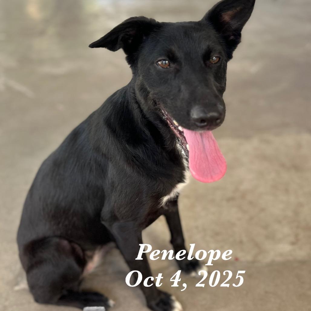 Penelope Cruz, a Adoptable mixed breed in Fulton, TX image 1/2