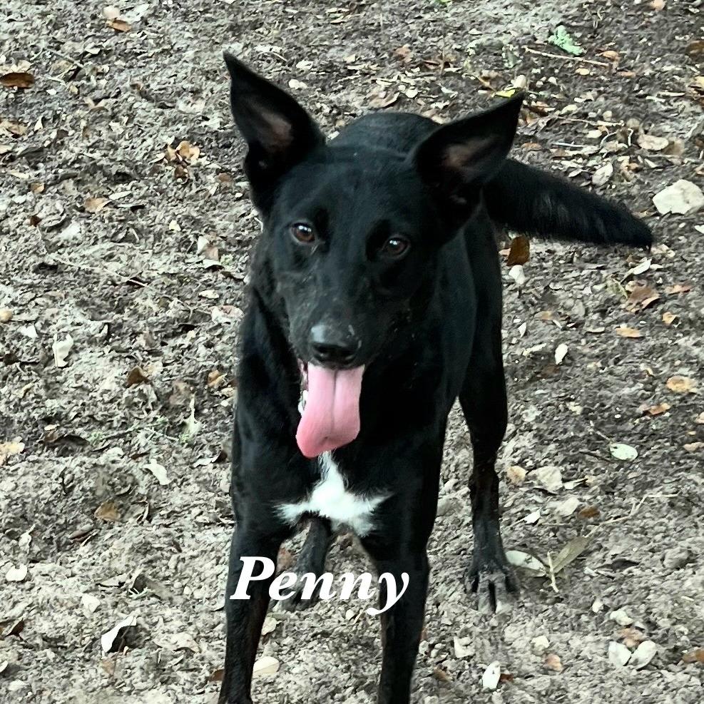 Penelope Cruz, a Adoptable Mixed Breed in Fulton, TX image 2/6