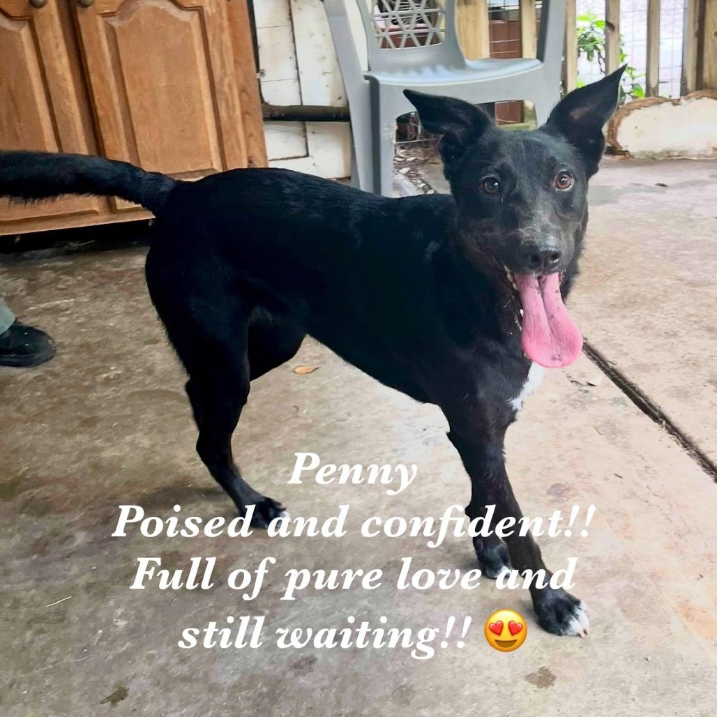 Penelope Cruz, a Adoptable Mixed Breed in Fulton, TX image 3/6