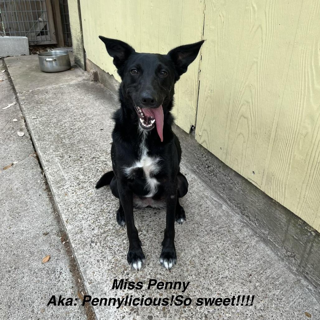 Penelope Cruz, a Adoptable Mixed Breed in Fulton, TX image 4/6