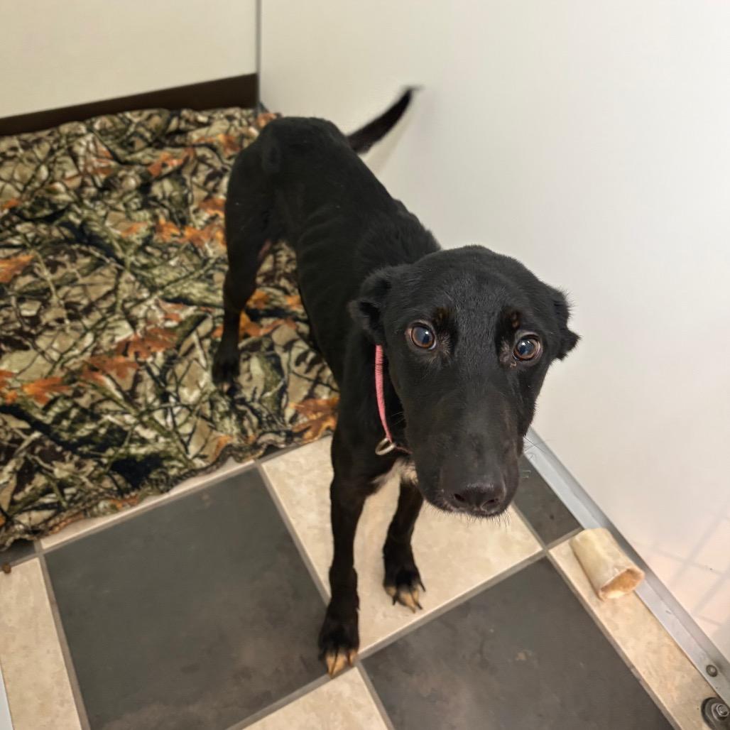 Penelope Cruz, a Adoptable mixed breed in Fulton, TX image 2/2