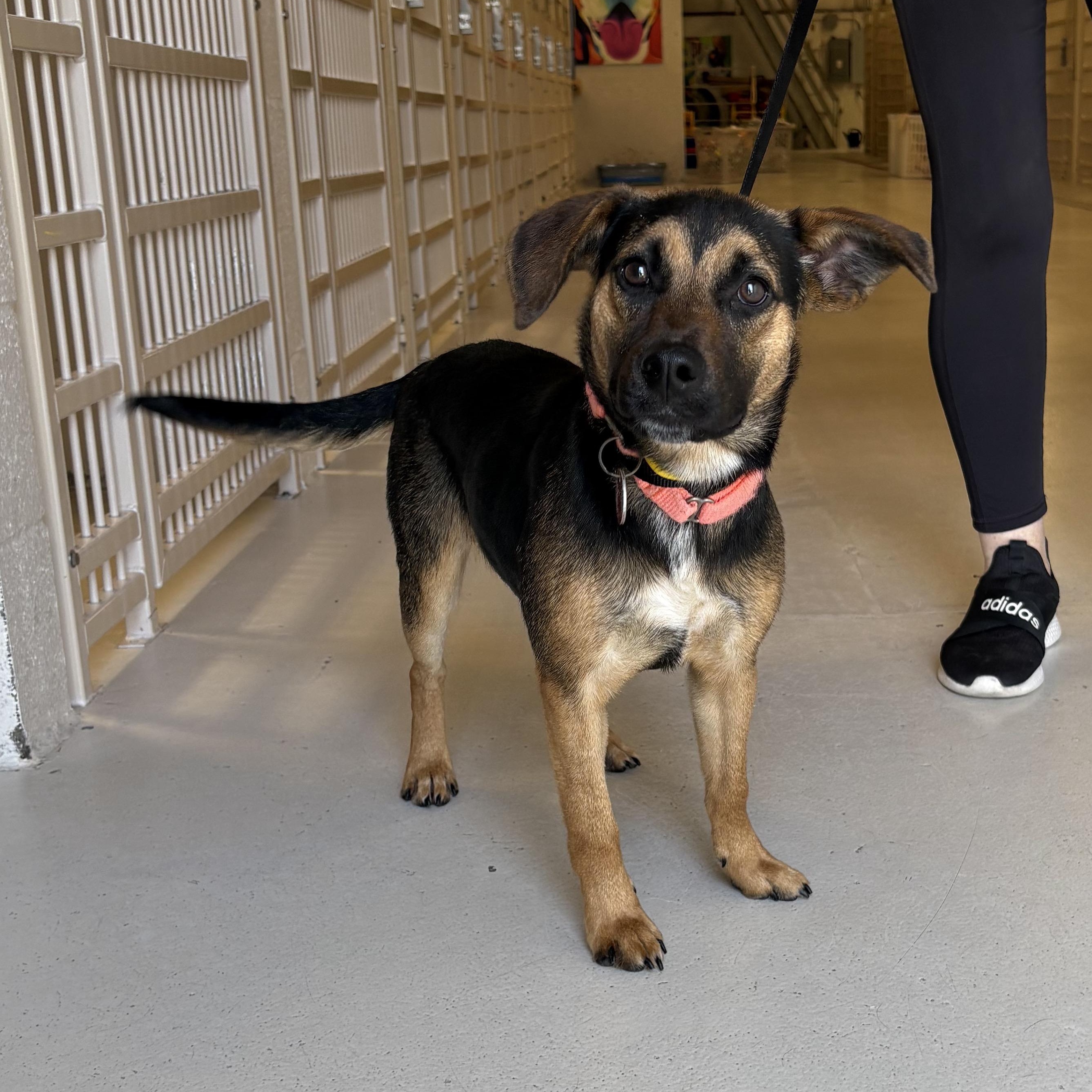 Brinkley- arriving 7/15!