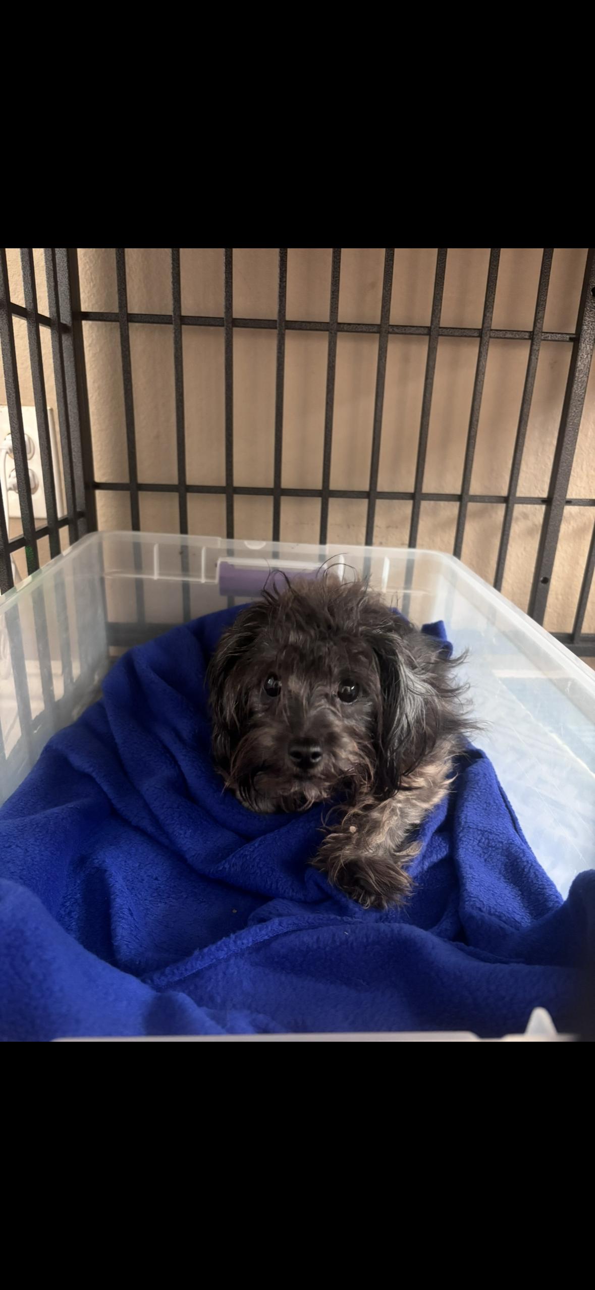 Frannie, ADOPTABLE, Young Female Maltese & Chihuahua.