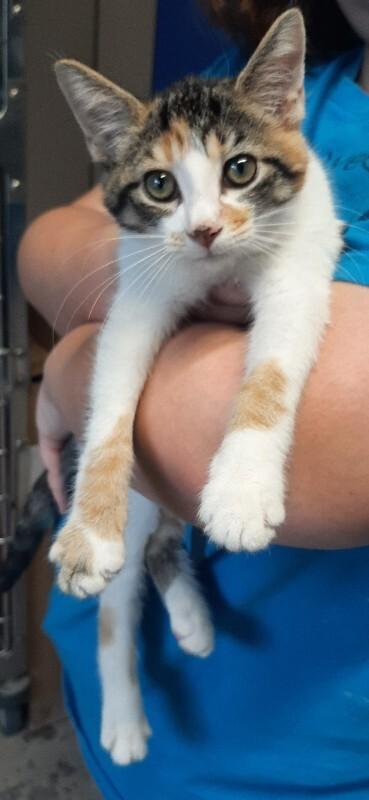 Enlarge Christian Mingle, a Adoptable Domestic Short Hair in Georgetown, OH image 1/1
