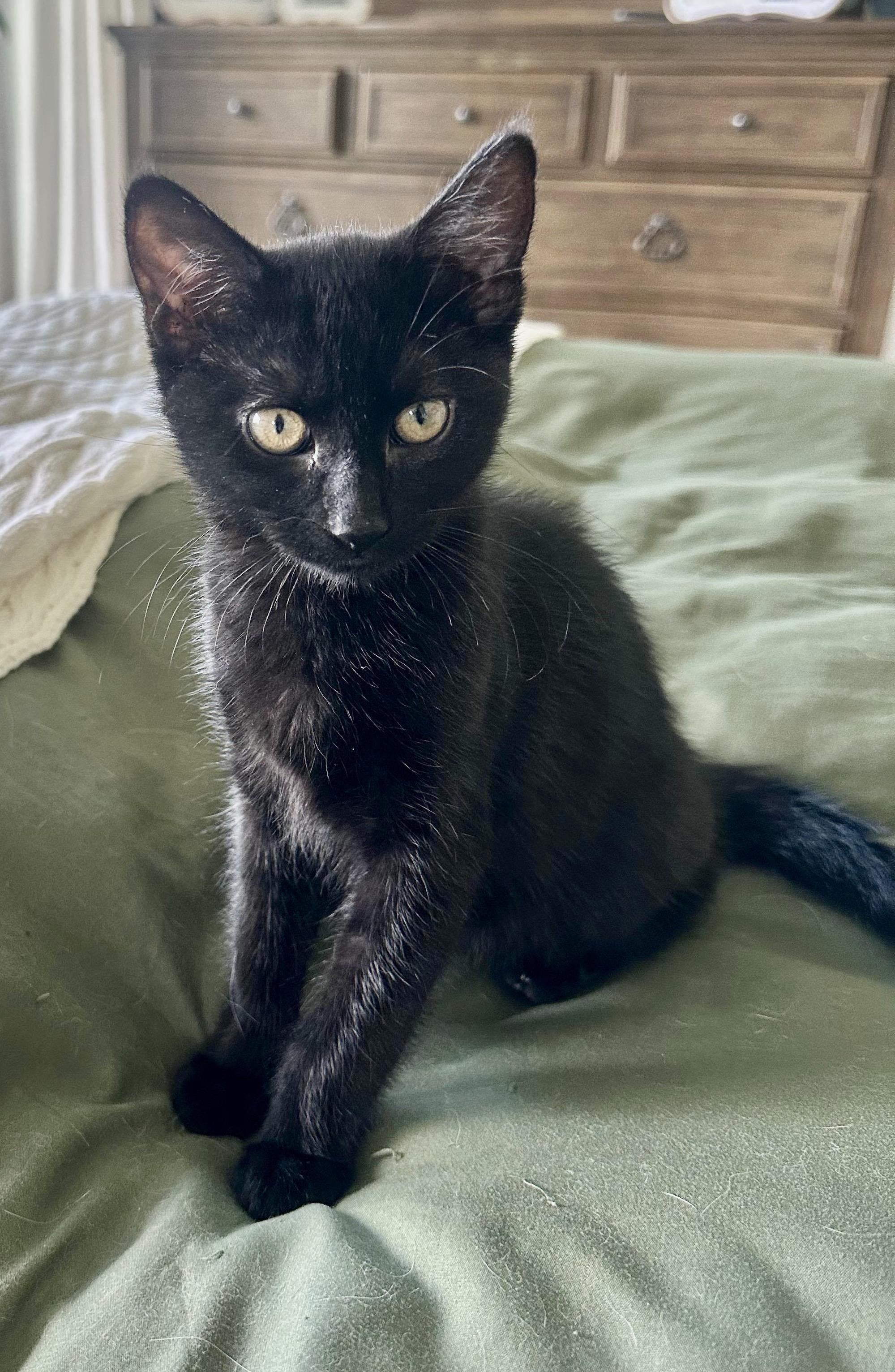 Enlarge Lightning, an adopted Bombay in San Juan Capistrano, CA image 5/6