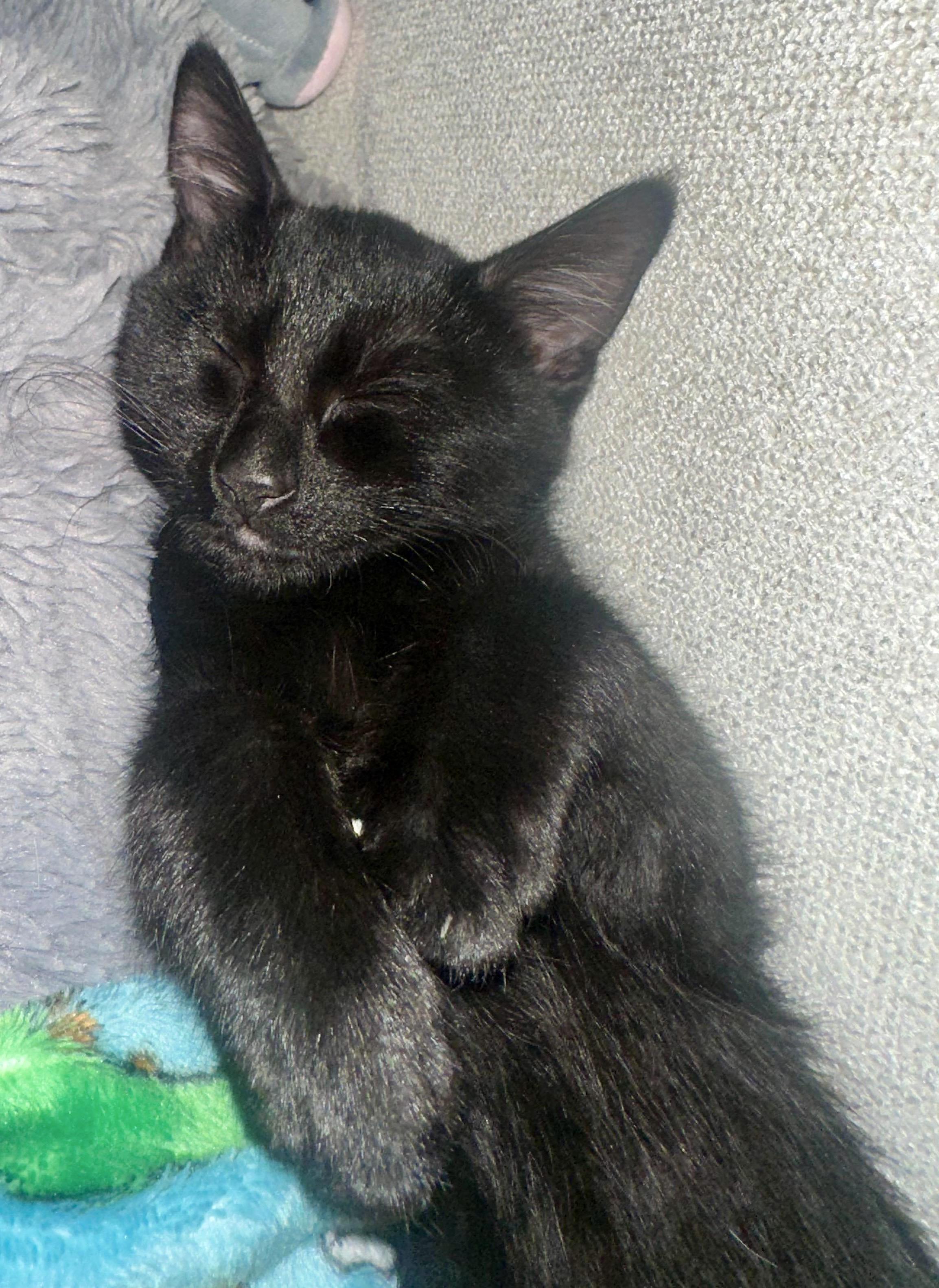 Enlarge Lightning, an adopted Bombay in San Juan Capistrano, CA image 6/6