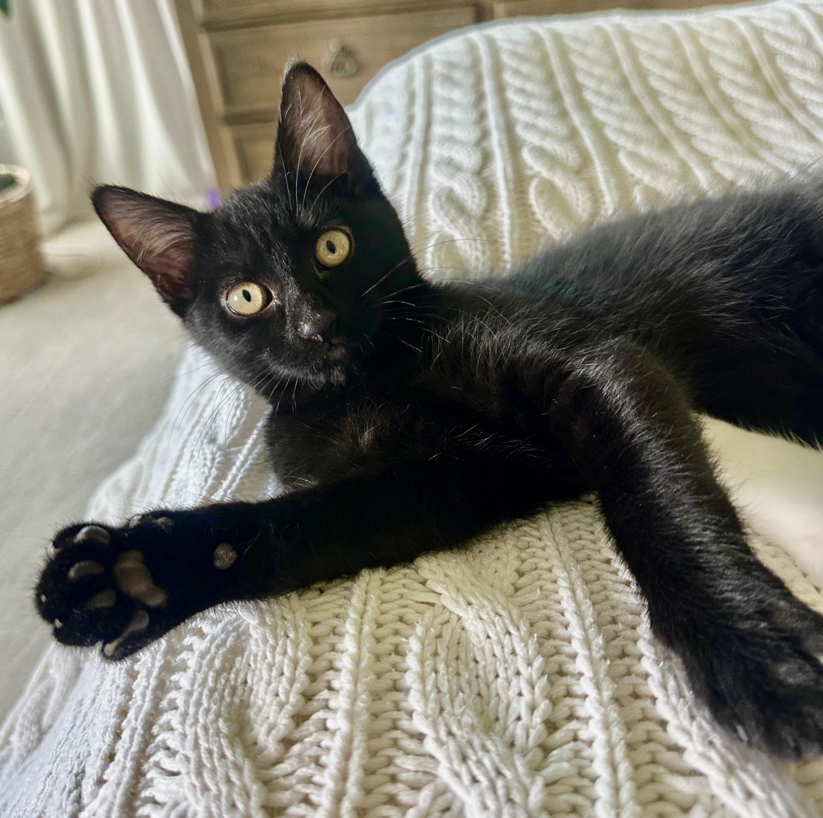 Lightning, adopted, Adult Male Bombay.