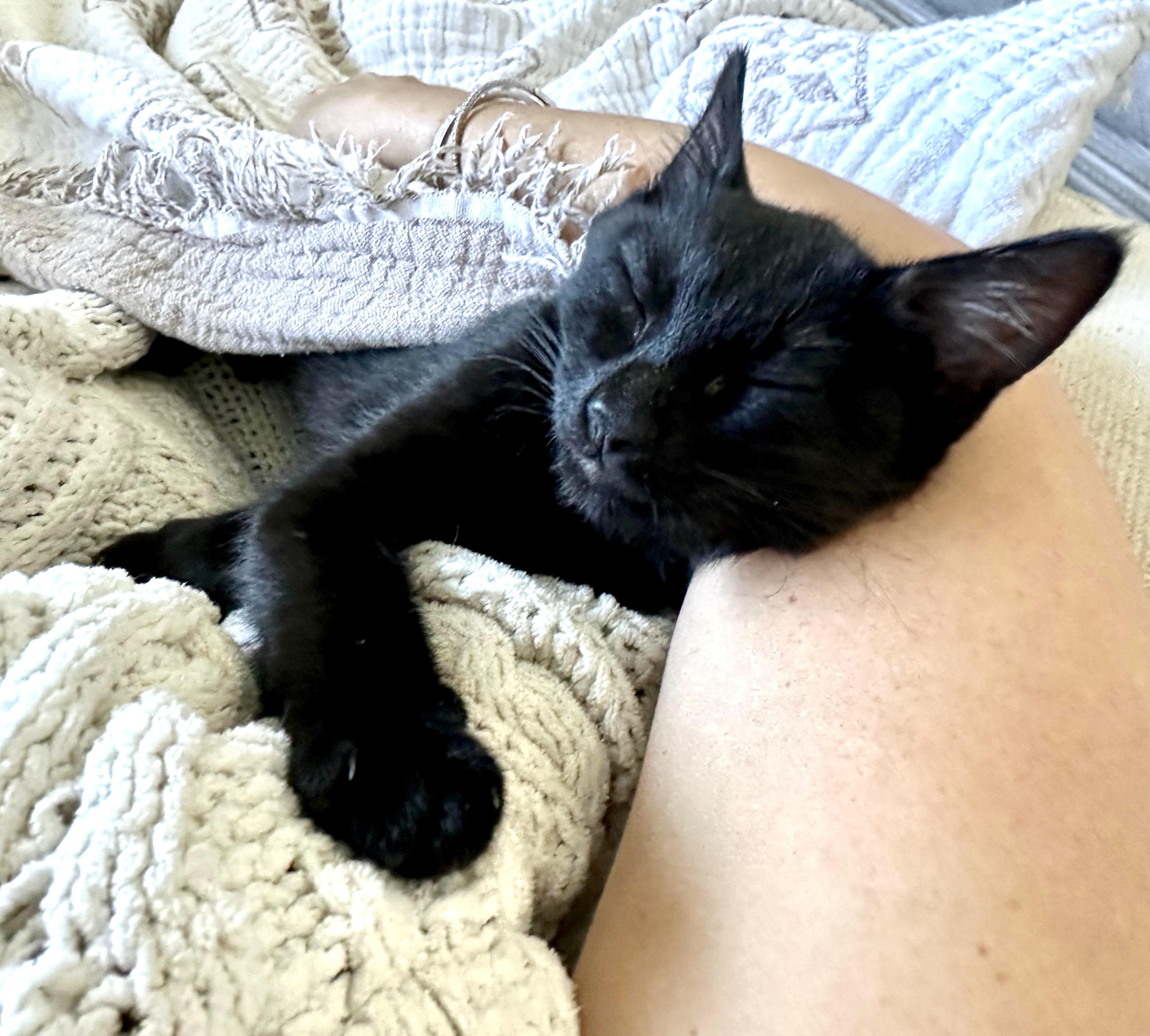 Enlarge Lightning, an adopted Bombay in San Juan Capistrano, CA image 3/6