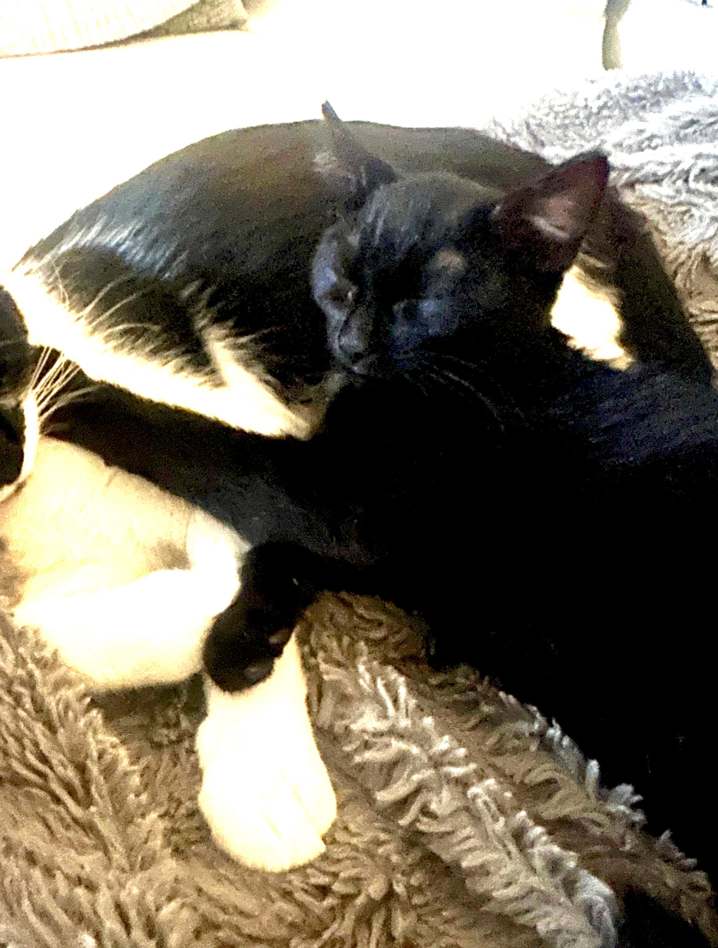 Enlarge Lightning, an adopted Bombay in San Juan Capistrano, CA image 4/6