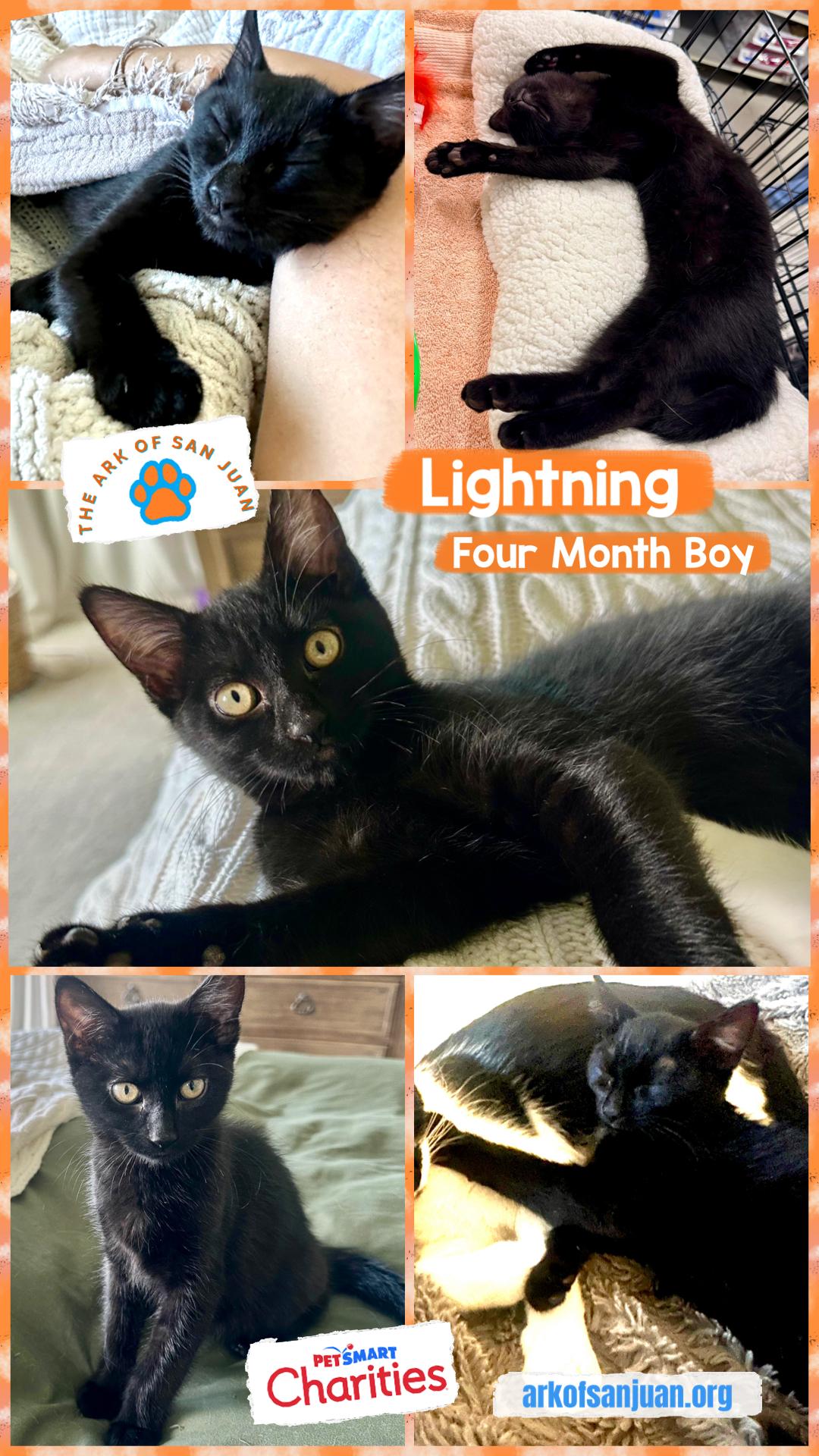 Enlarge Lightning, an adopted Bombay in San Juan Capistrano, CA image 2/6