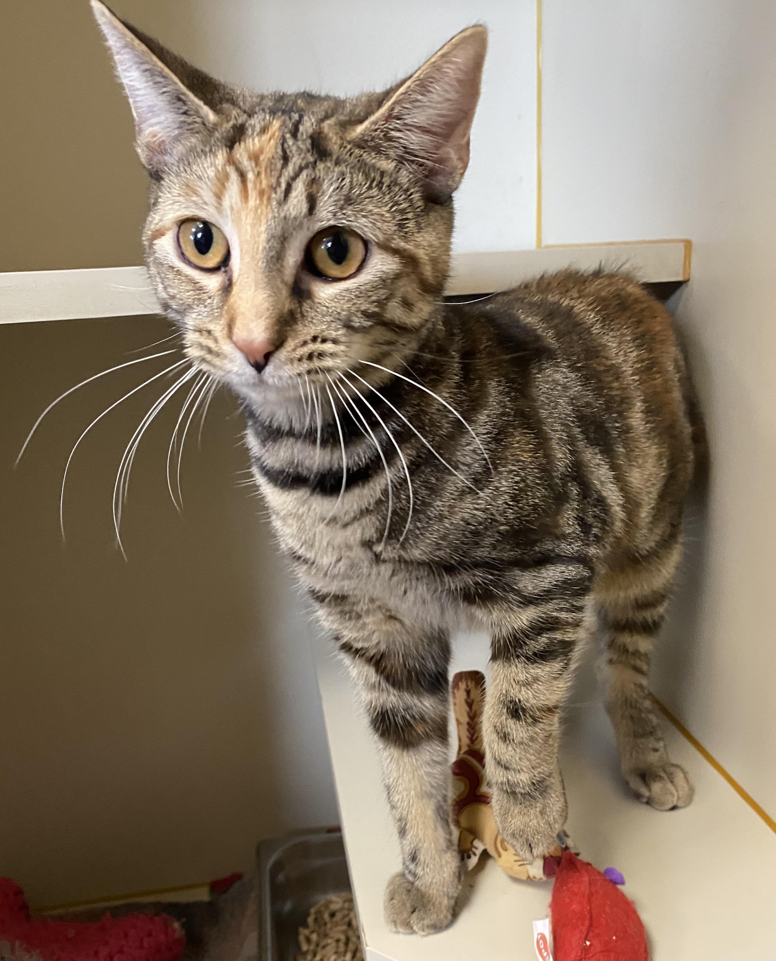 Maxxine , ADOPTABLE, Young Female Domestic Short Hair.