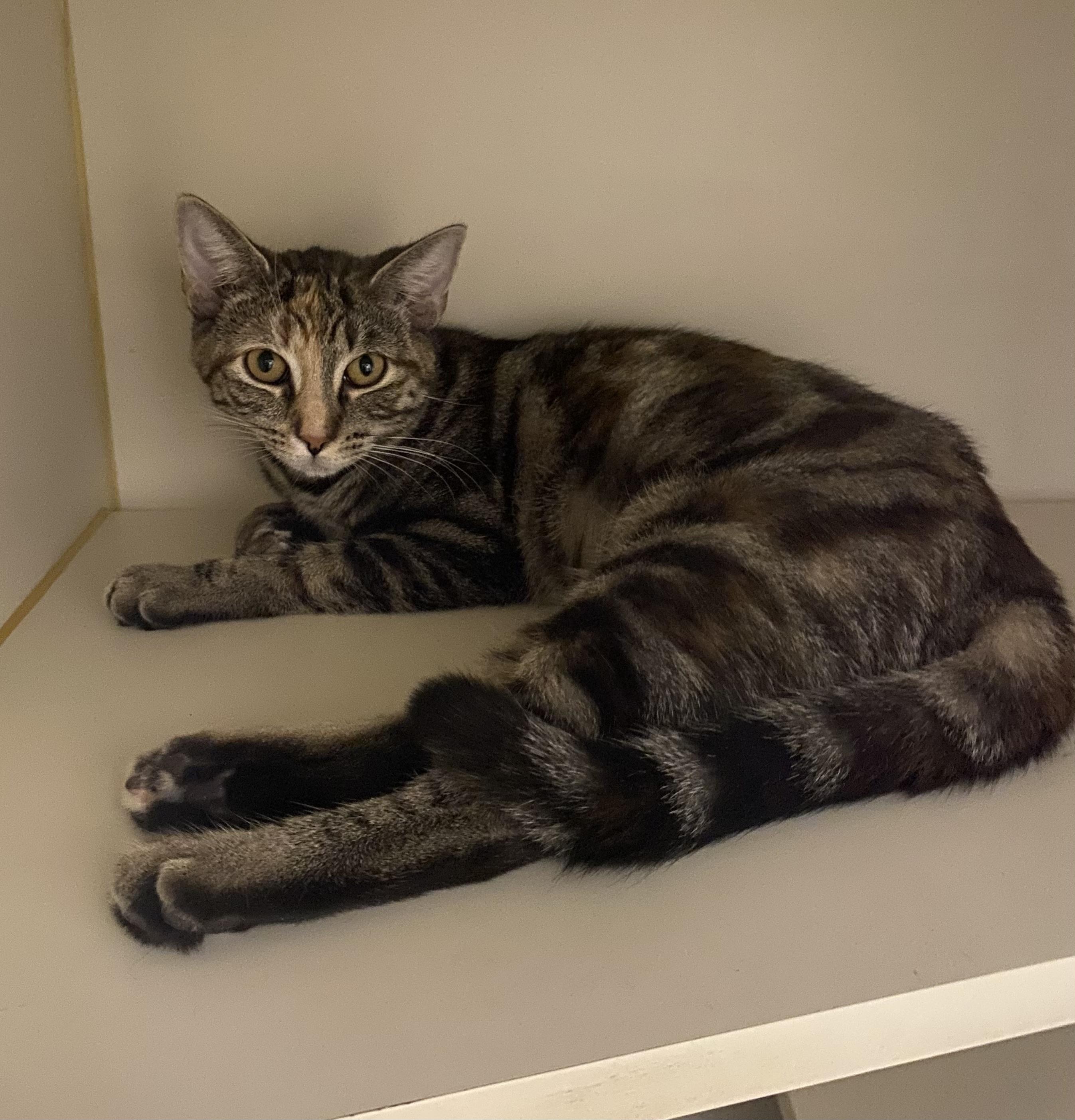 Enlarge Maxxine , a ADOPTABLE Domestic Short Hair in Somerset, NJ image 2/2