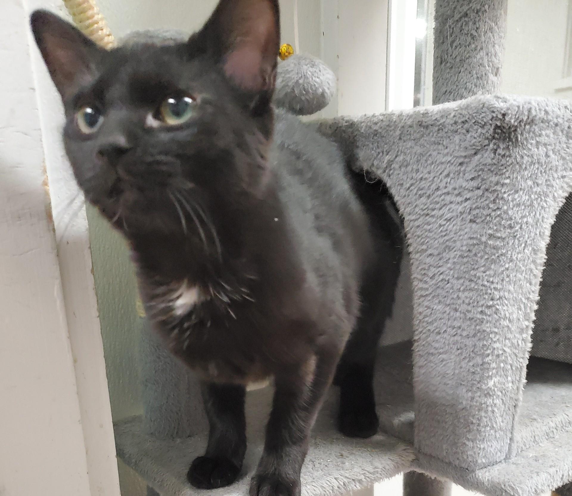 Jinki, ADOPTABLE, Young Female Domestic Short Hair.