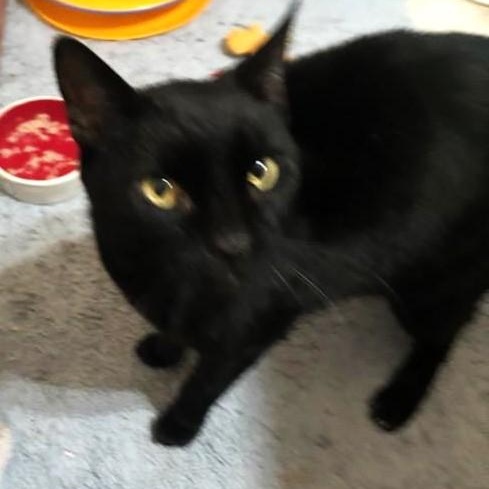 Jules, a Adoptable Domestic Short Hair in West Orange, NJ image 4/4