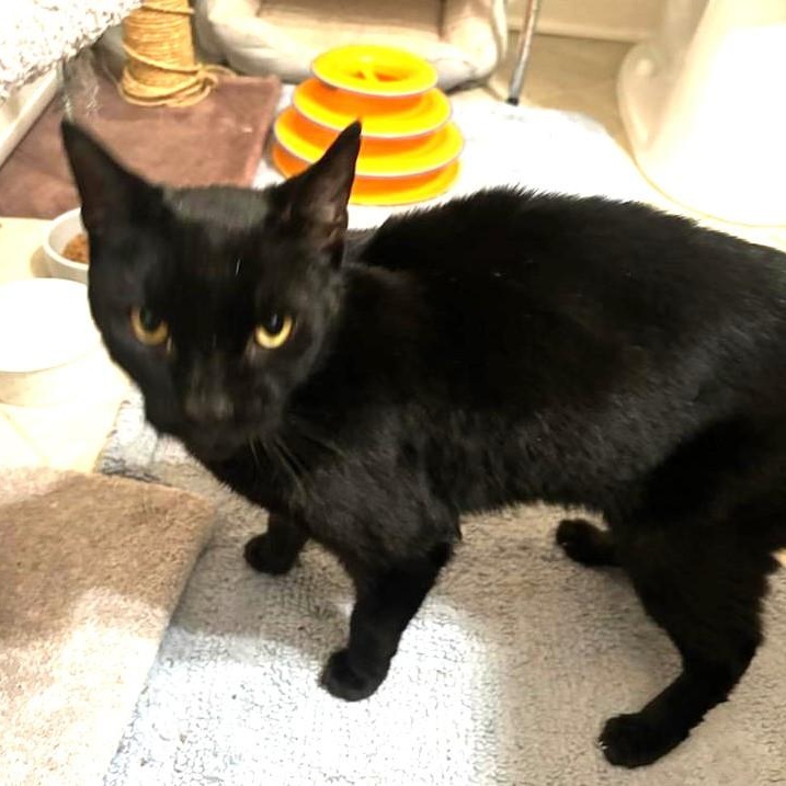 Jules, a Adoptable Domestic Short Hair in West Orange, NJ image 3/4