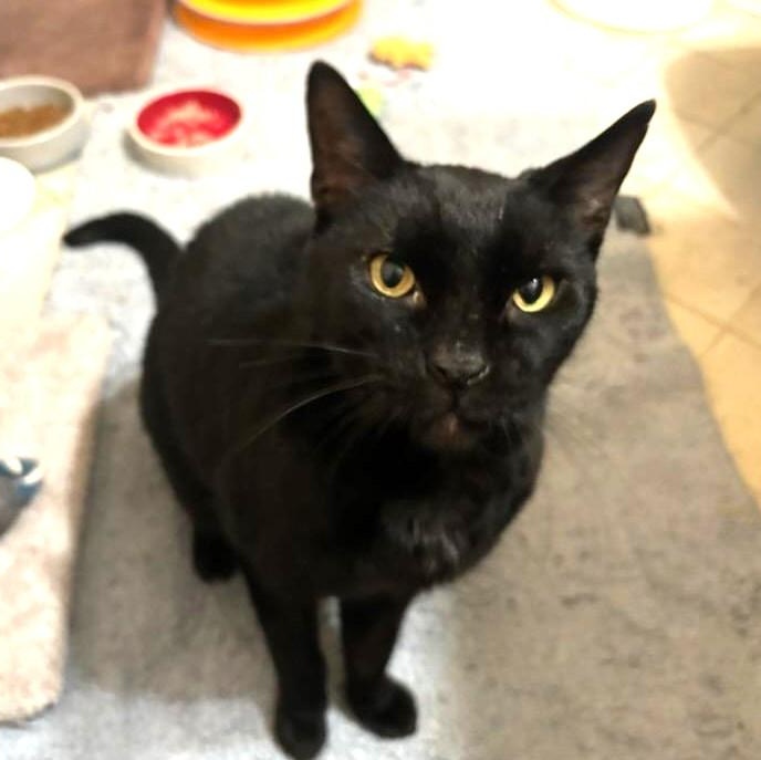 Jules, a Adoptable Domestic Short Hair in West Orange, NJ image 2/4