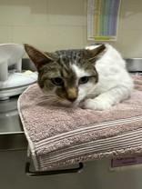 Enlarge Lampy, a ADOPTABLE Domestic Short Hair in Manitowoc, WI image 1/1