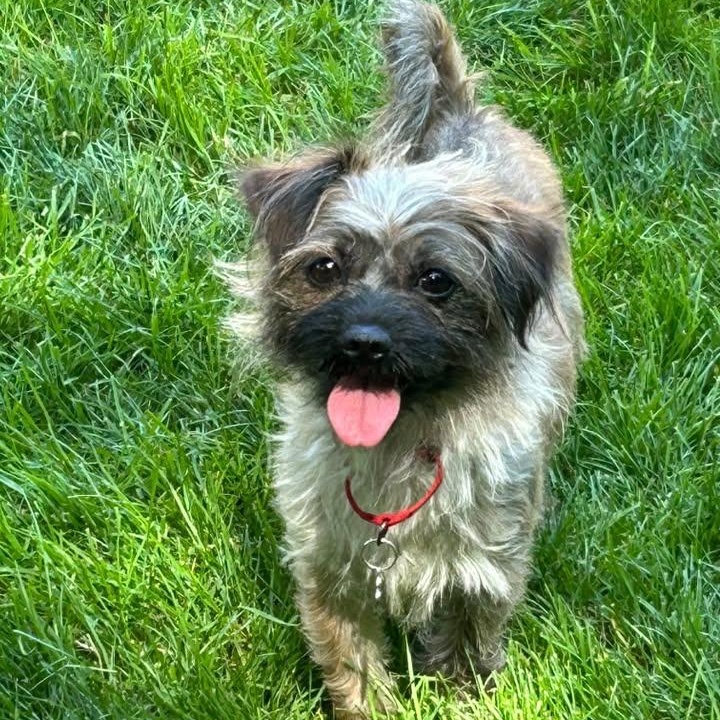 Gertie, an adopted mixed breed in Grafton, OH image 1/4