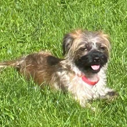 Gertie, an adopted mixed breed in Grafton, OH image 3/4