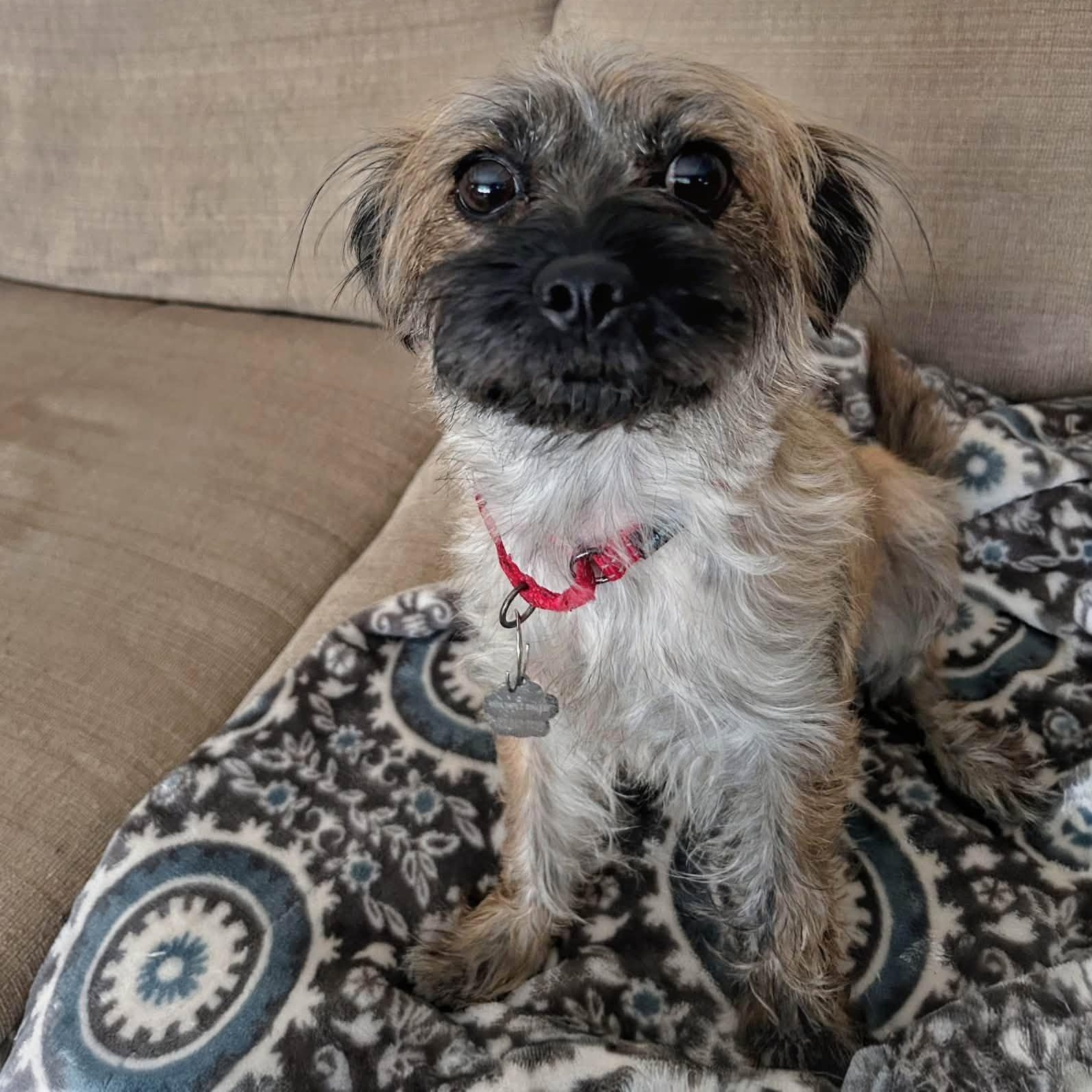 Gertie, an adopted mixed breed in Grafton, OH image 2/4