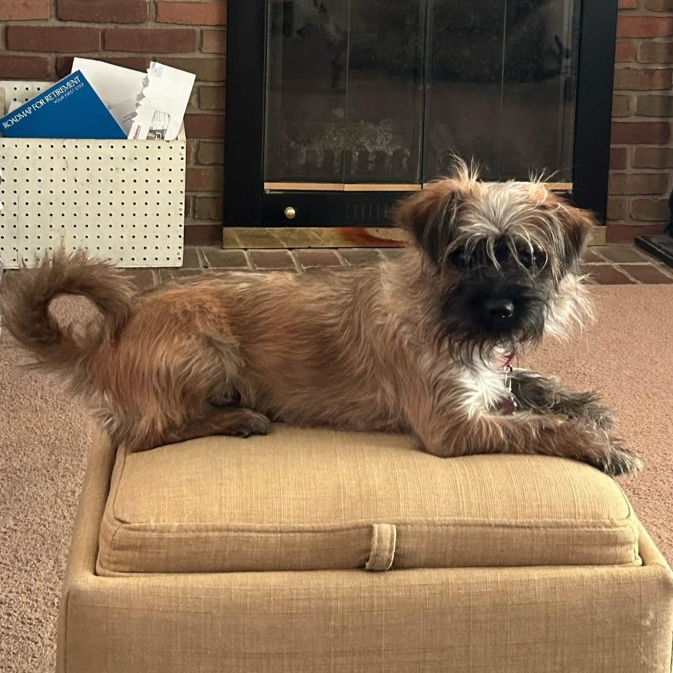 Gertie, an adopted mixed breed in Grafton, OH image 4/4