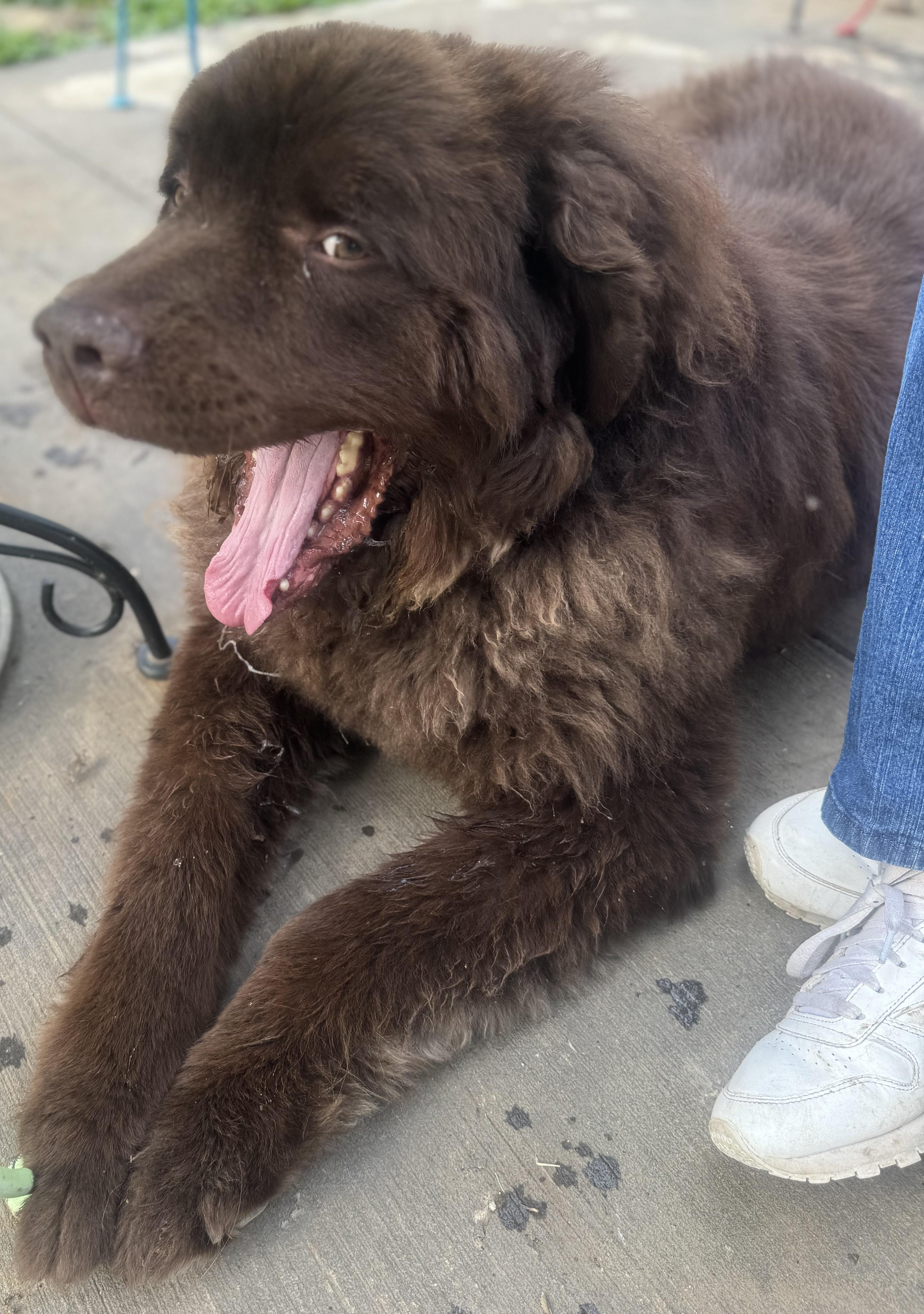 Chewie, adopted, Adult Male Newfoundland Dog.