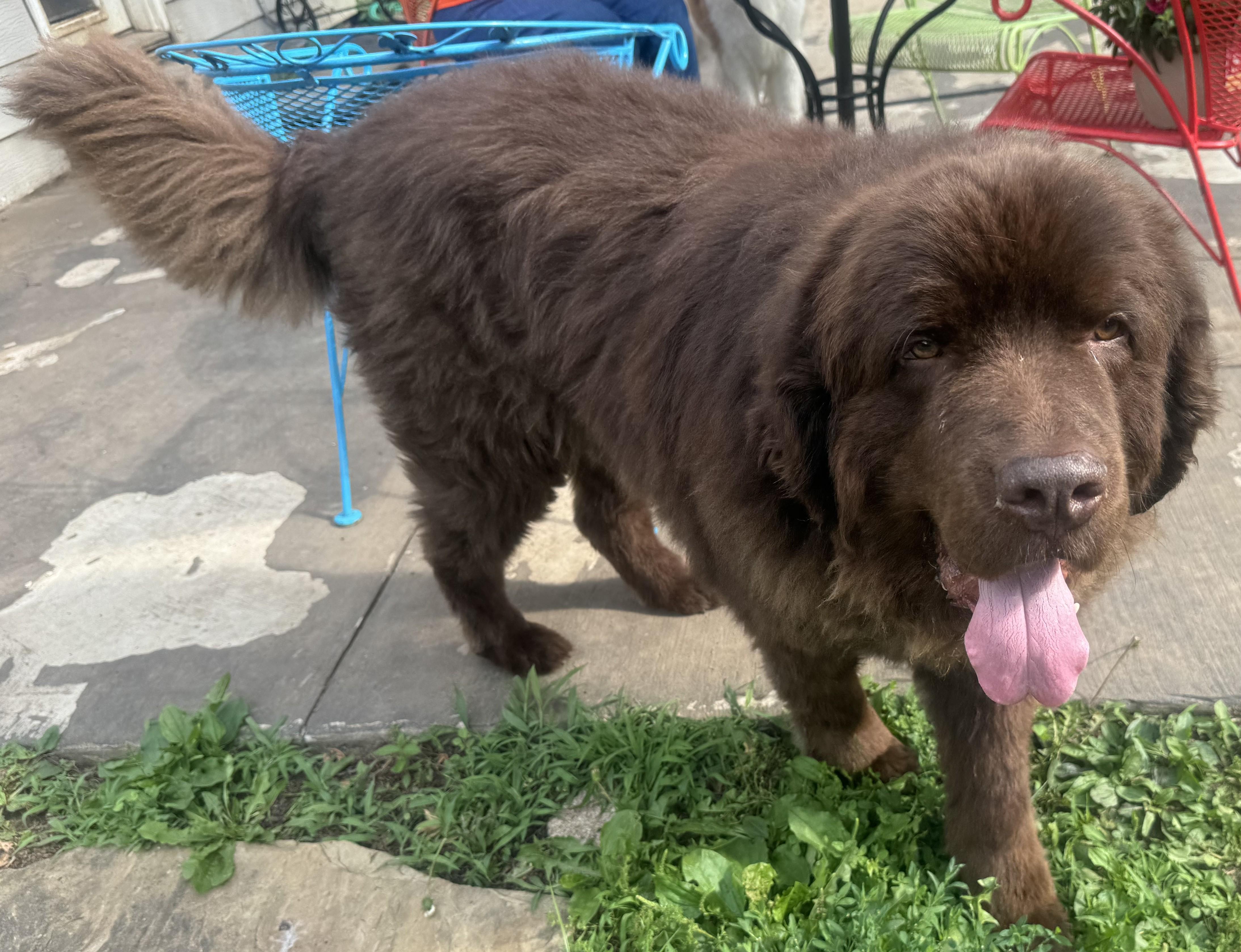 Enlarge Chewie, an adopted Newfoundland Dog in Lees Summit, MO image 2/4