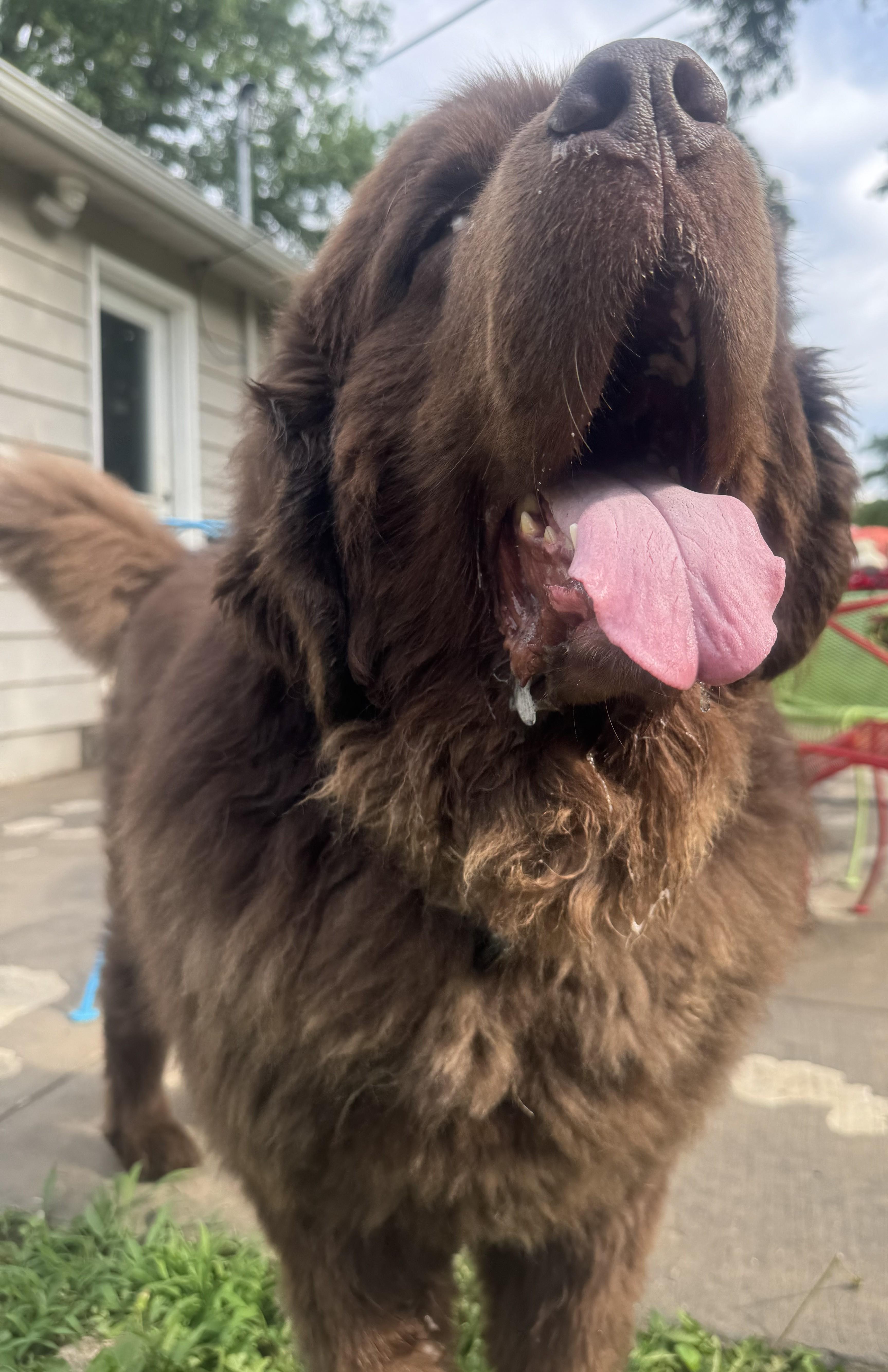 Enlarge Chewie, an adopted Newfoundland Dog in Lees Summit, MO image 3/4
