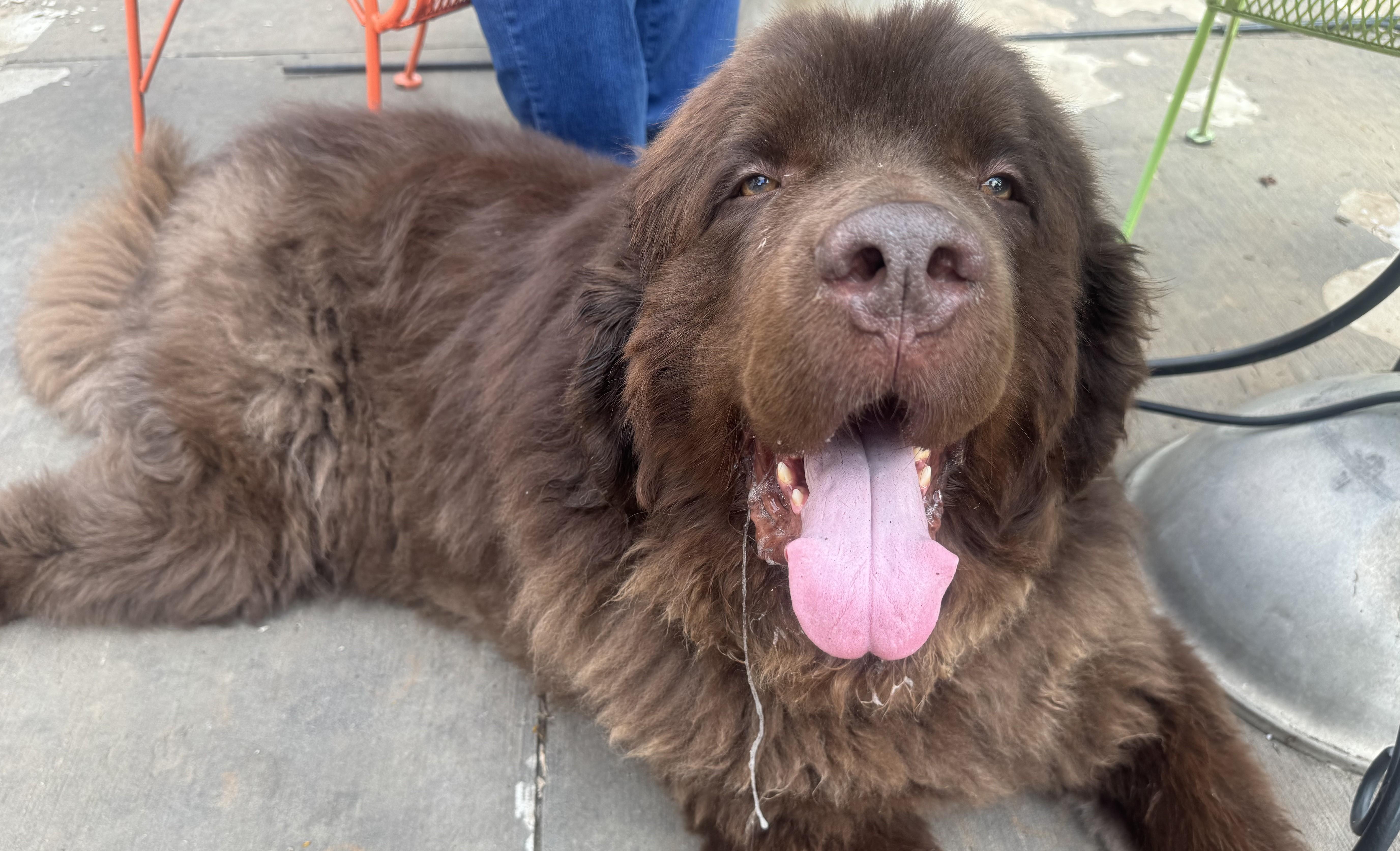 Enlarge Chewie, an adopted Newfoundland Dog in Lees Summit, MO image 4/4