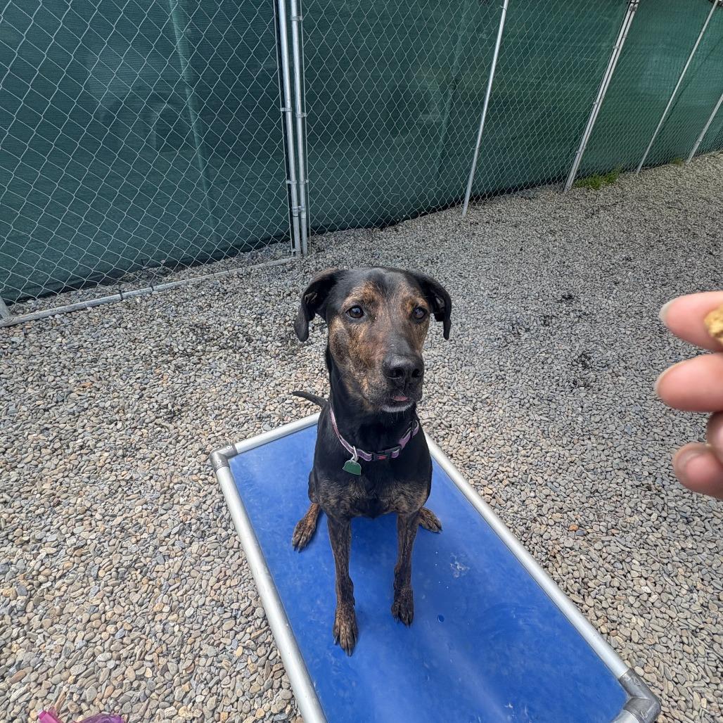 Moose, Adoptable, Adult Male Plott Hound & Mountain Cur.