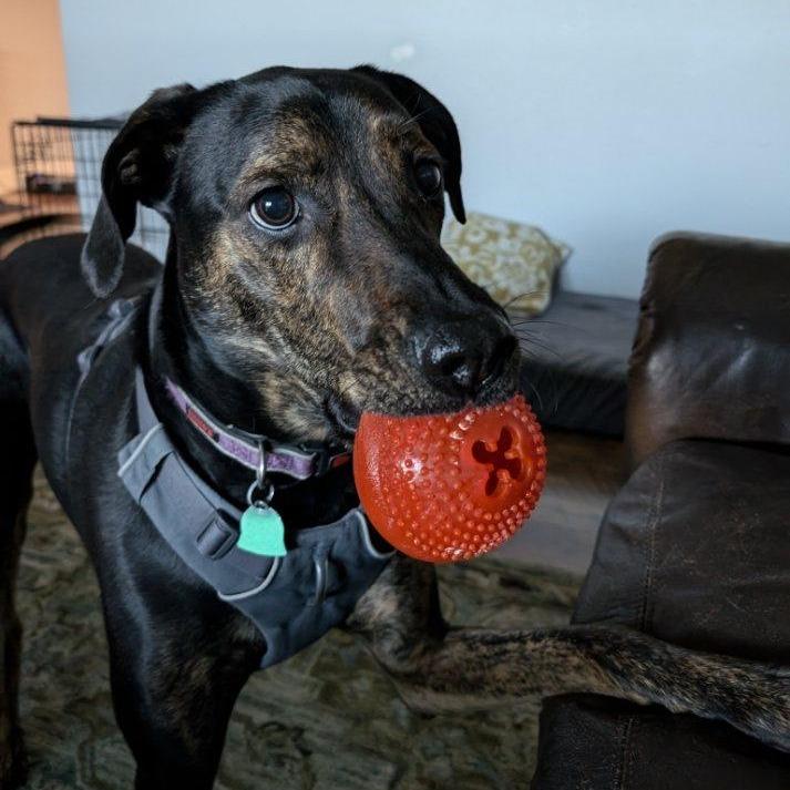 Enlarge Moose, a Adoptable mixed breed in Waynesville, NC image 2/6
