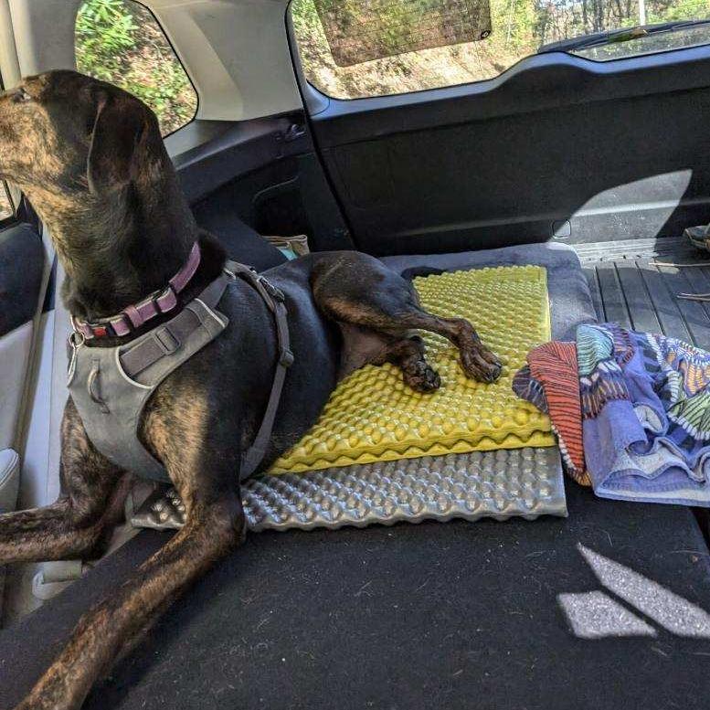 Enlarge Moose, a Adoptable mixed breed in Waynesville, NC image 3/6