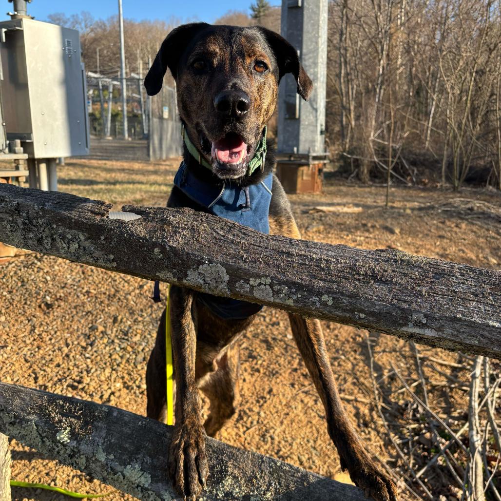 Enlarge Moose, a Adoptable mixed breed in Waynesville, NC image 4/6