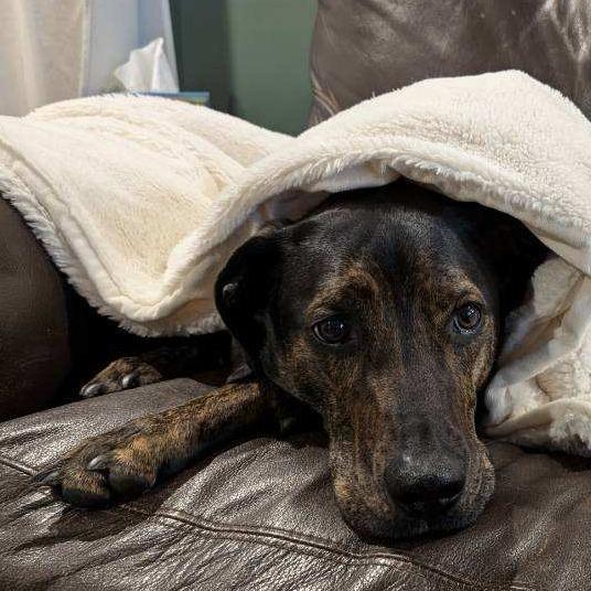 Enlarge Moose, a Adoptable mixed breed in Waynesville, NC image 5/6