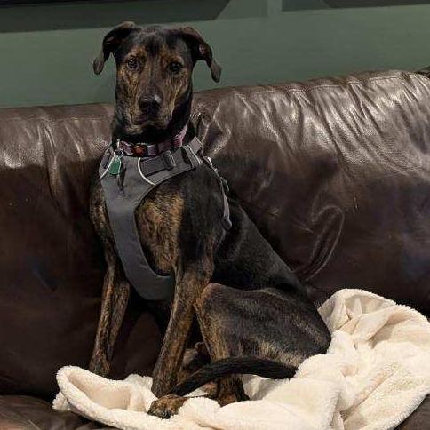 Enlarge Moose, a Adoptable mixed breed in Waynesville, NC image 6/6