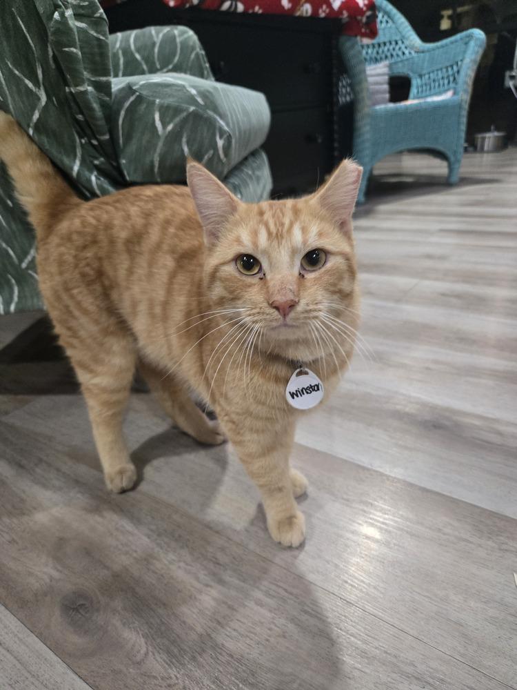 Winston 3, Adoptable, Young Male Domestic Short Hair.
