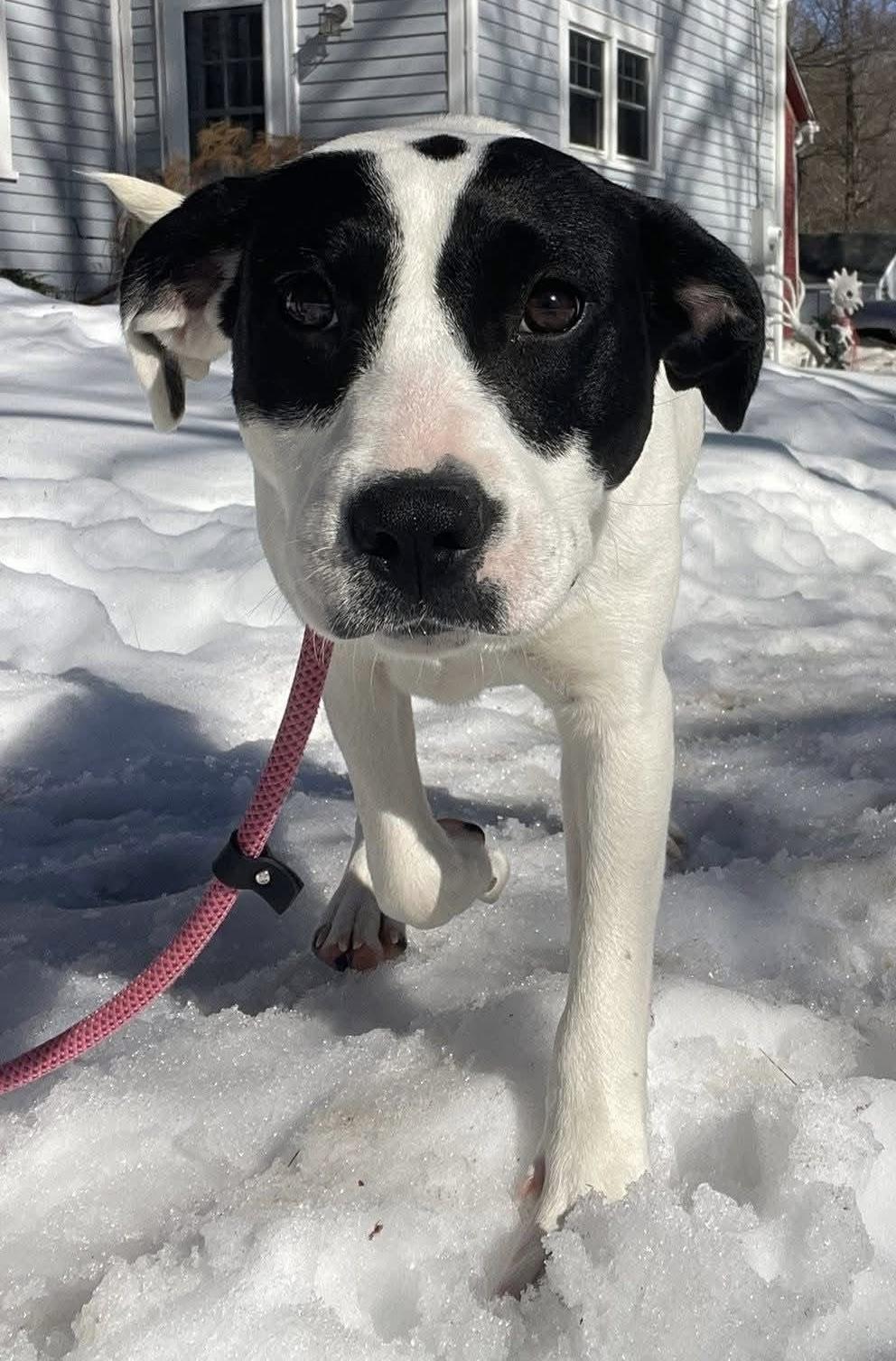 Enlarge Angel. In New England , an adopted mixed breed in Willington, CT image 1/5
