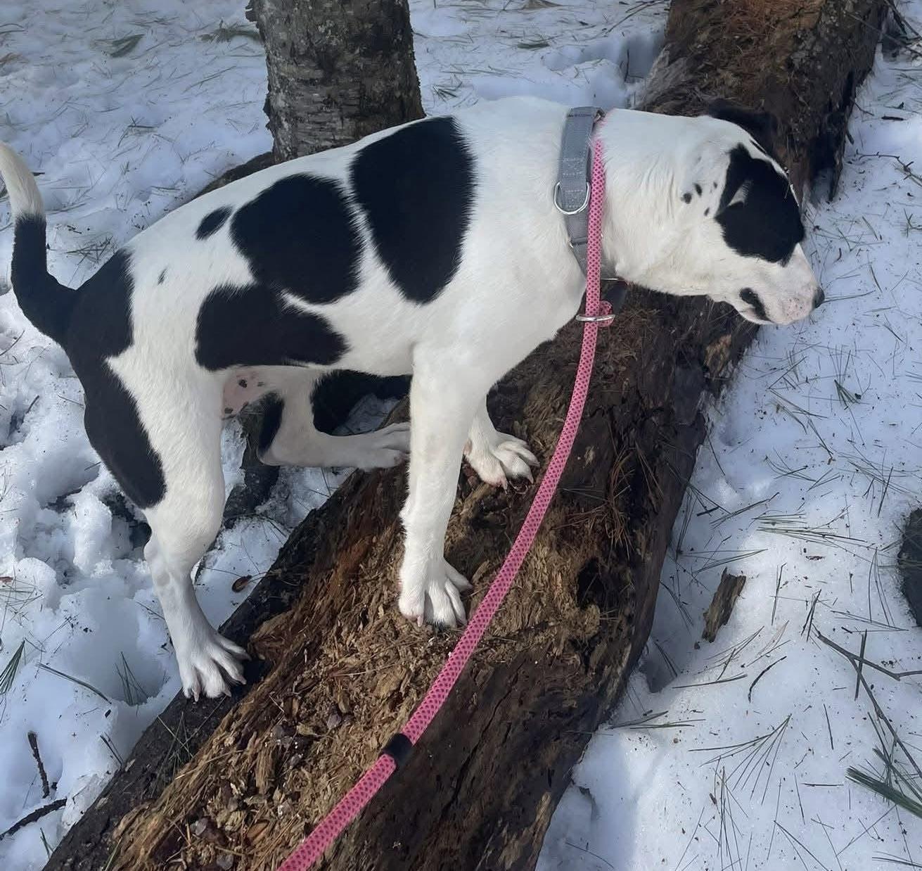 Enlarge Angel. In New England , an adopted mixed breed in Willington, CT image 3/5