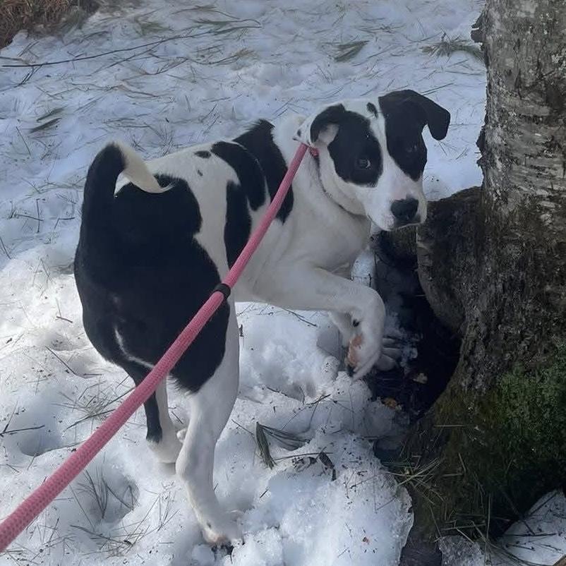 Enlarge Angel. In New England , an adopted mixed breed in Willington, CT image 2/5