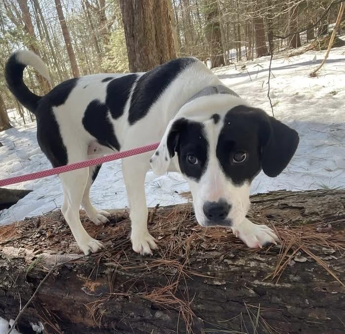 Enlarge Angel. In New England , an adopted mixed breed in Willington, CT image 5/5