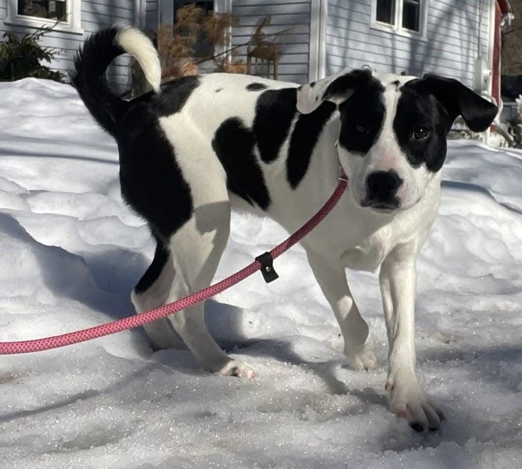 Enlarge Angel. In New England , an adopted mixed breed in Willington, CT image 4/5