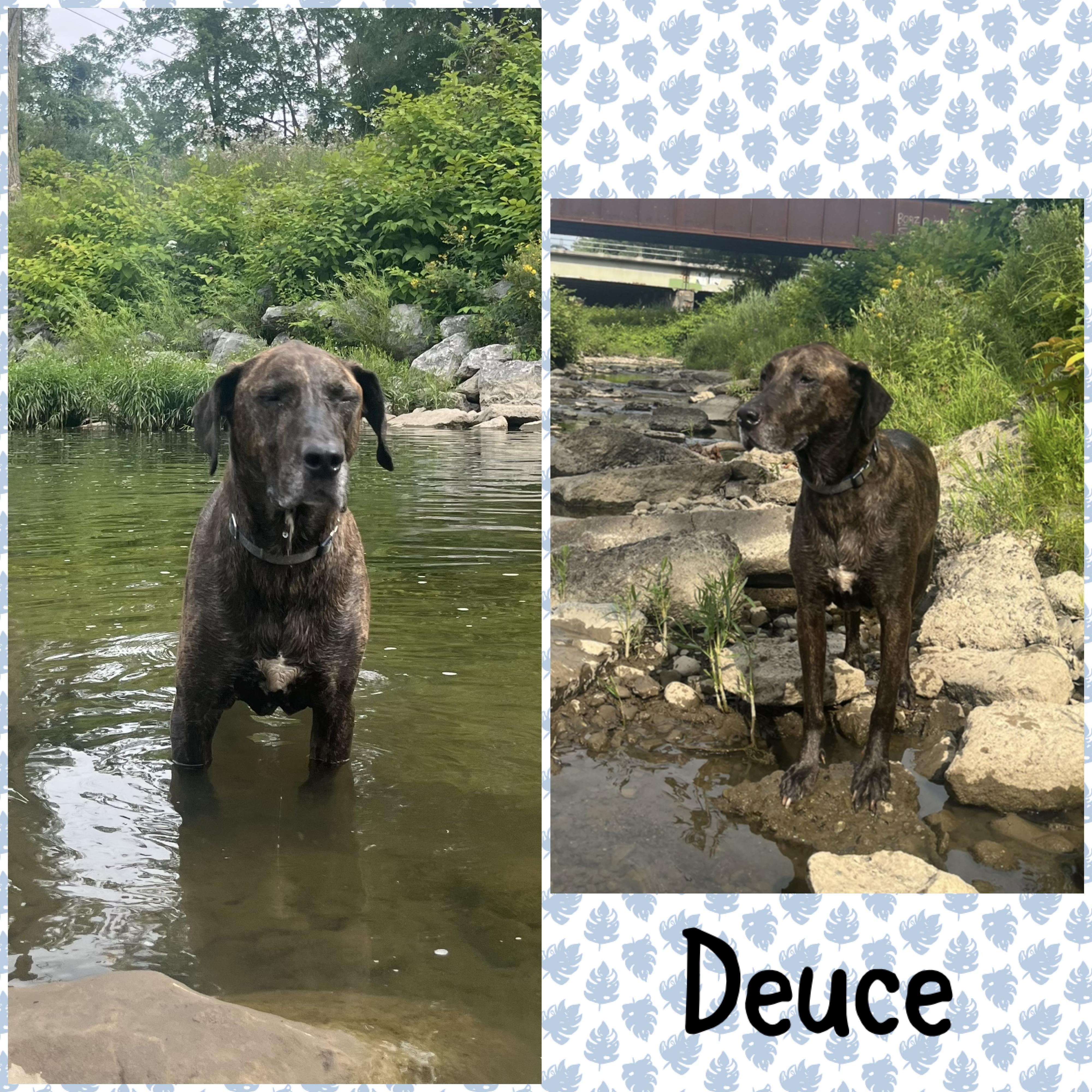 Courtesy Post- Deuce and Hades, a ADOPTABLE mixed breed in Akron, NY image 1/2