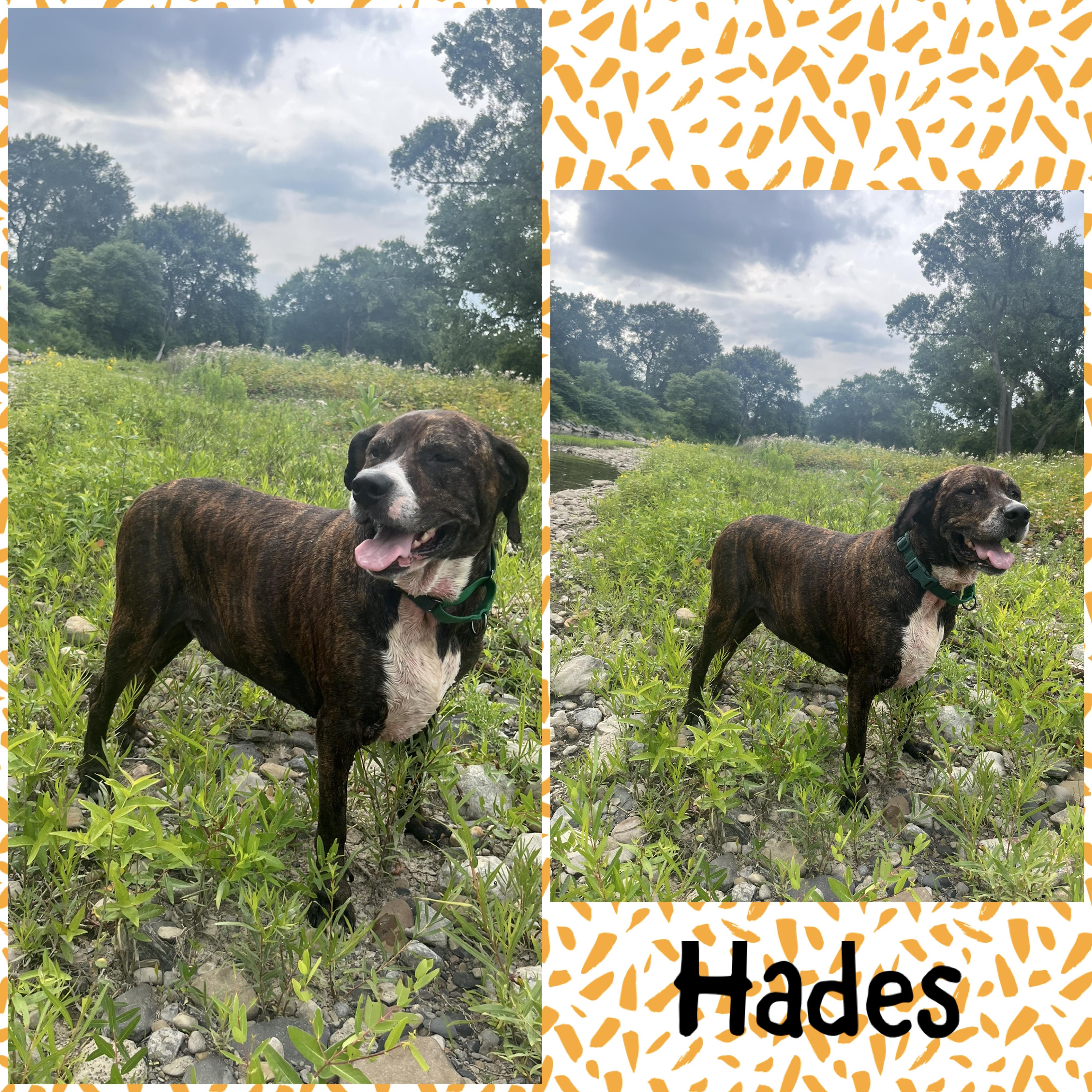 Courtesy Post- Deuce and Hades, a ADOPTABLE mixed breed in Akron, NY image 2/2