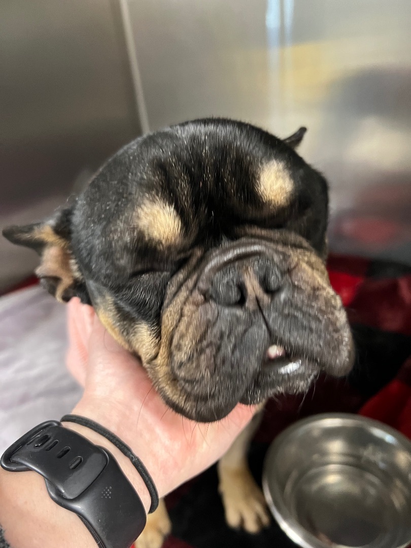 Lola, a Adopted French Bulldog in Penryn, CA image 1/8