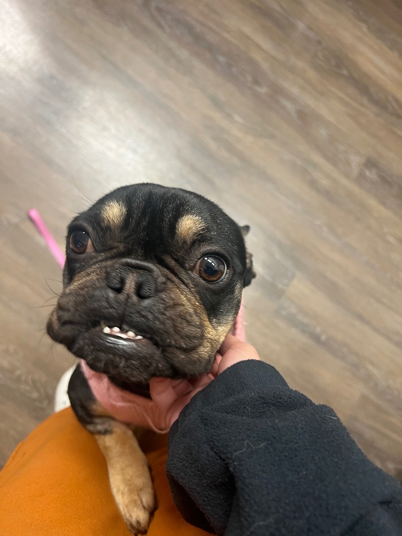 Lola, a Adopted French Bulldog in Penryn, CA image 2/8