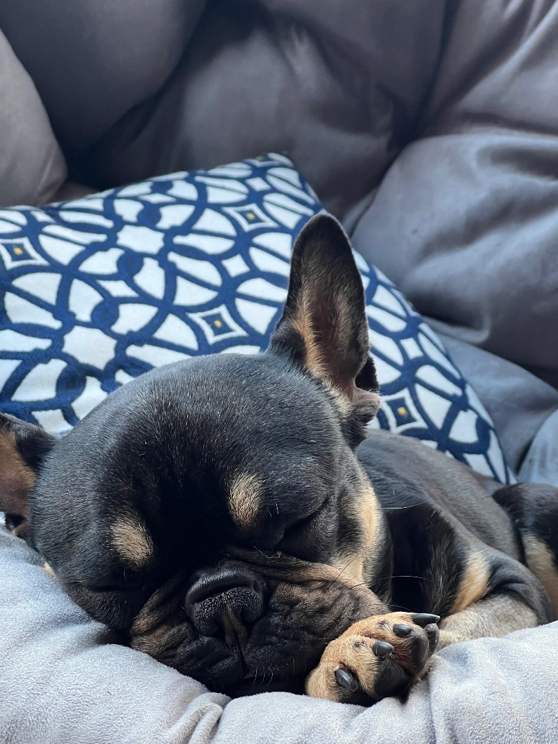 Lola, a Adopted French Bulldog in Penryn, CA image 3/8