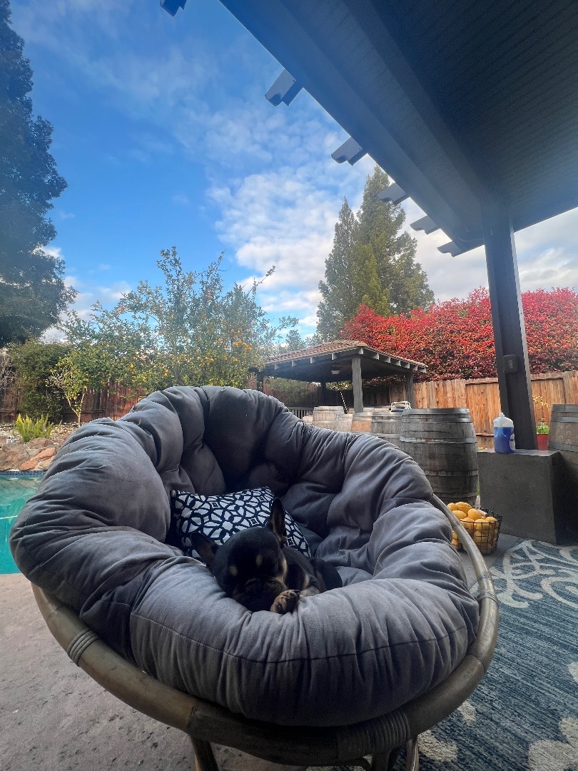 Lola, a Adopted French Bulldog in Penryn, CA image 4/8